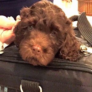 Meet your Posher, Neda